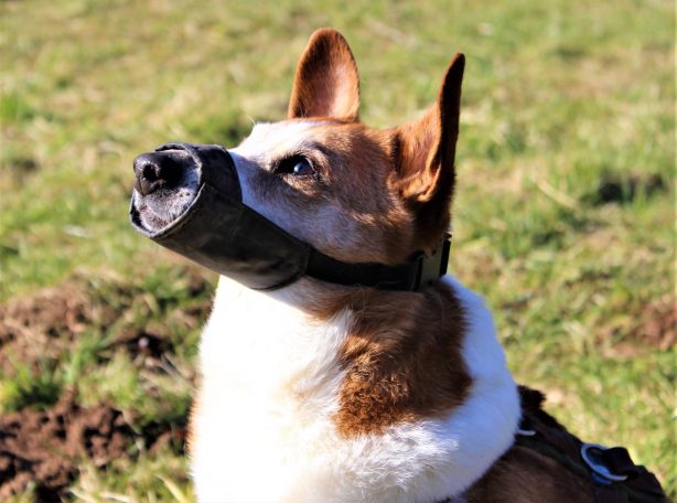 Braun-weißer Hund mit enger Maulschlaufe sitzt auf einer grünen Wiese.