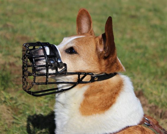 Braun-weißer Hund mit Metallmaulkorb sitzt auf einer grünen Wiese.