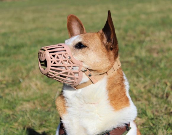 Braun-weißer Hund mit Plastikmaulkorb sitzt auf einer grünen Wiese.